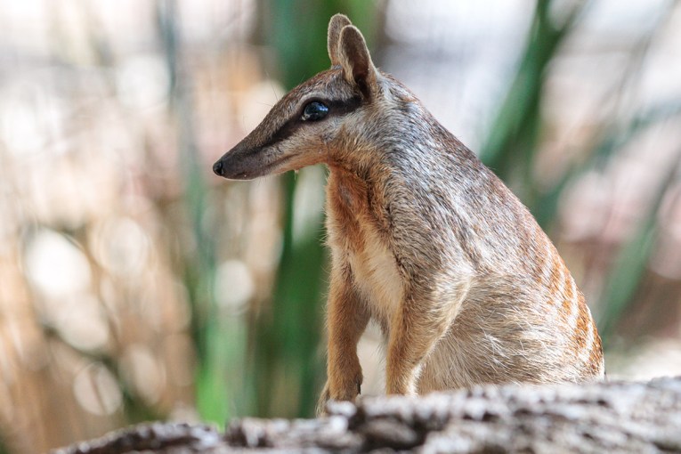 Numbats no longer endangered but threat remains