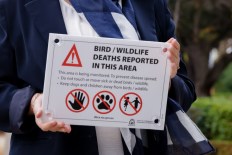 'Worst nightmare' as native bird flu detected