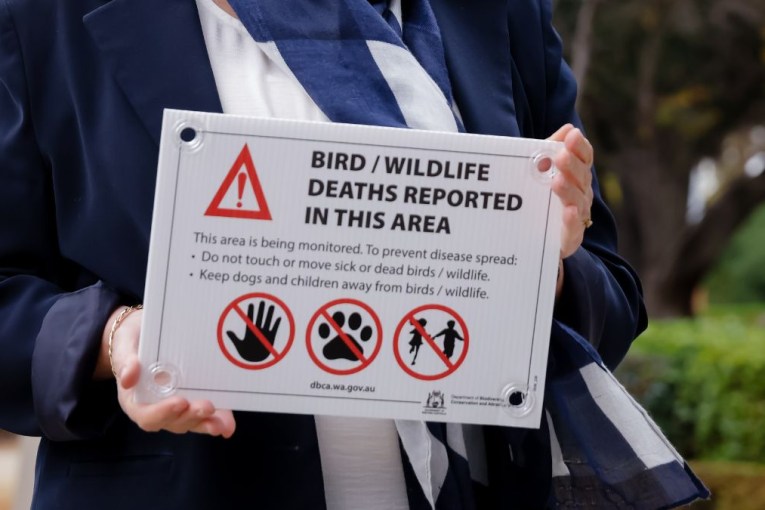 'Worst nightmare' as native bird flu detected
