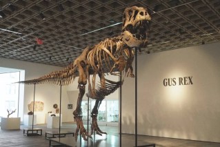 World’s most expensive T-Rex fossil sells for $72 million, sparking scientific concerns