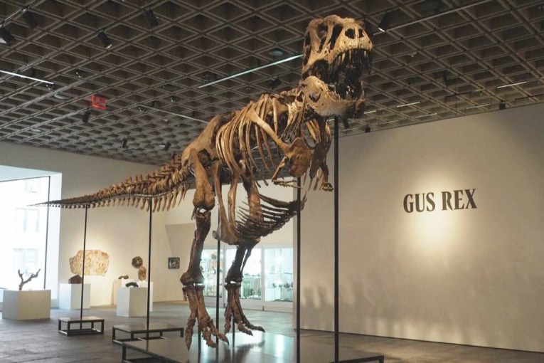World’s most expensive T-Rex fossil sells for $72 million, sparking scientific concerns