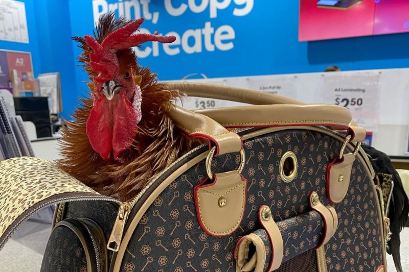 animals bunnings