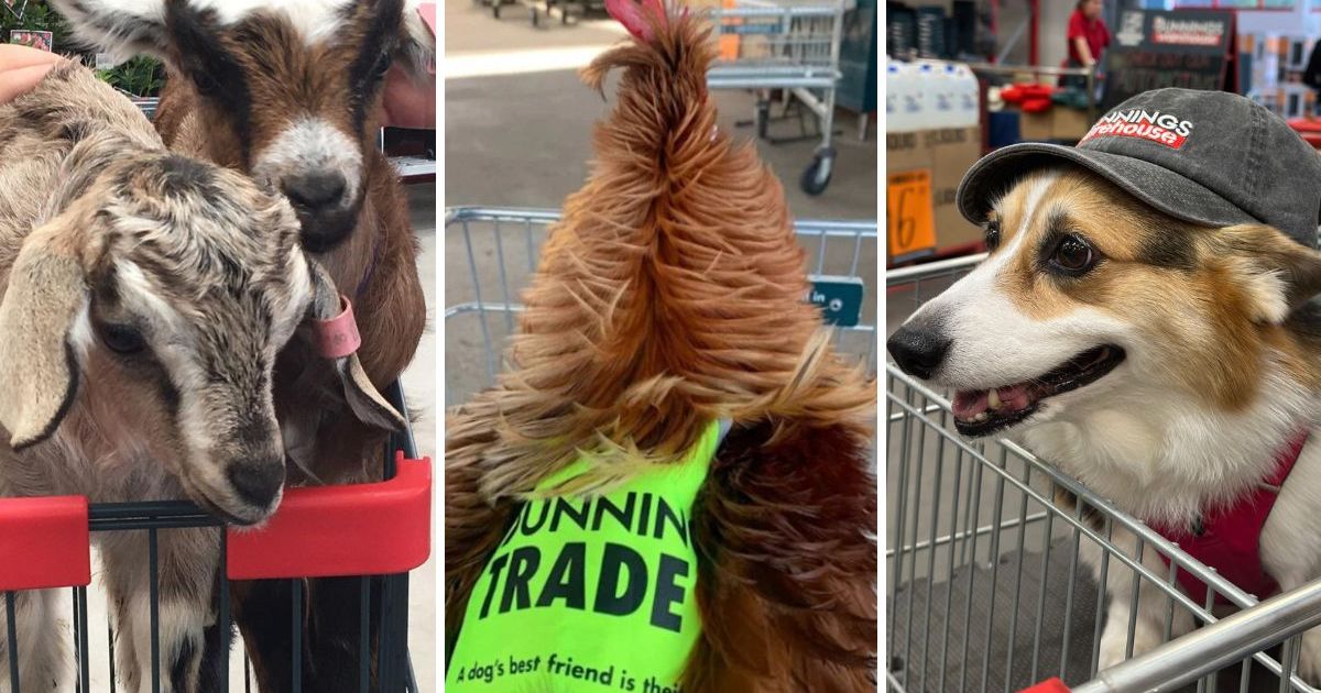 Goats, roosters, and even sheep divide Bunnings shoppers