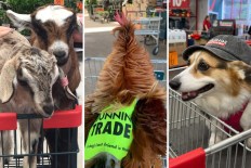 Goats, roosters, sheep divide Bunnings shoppers