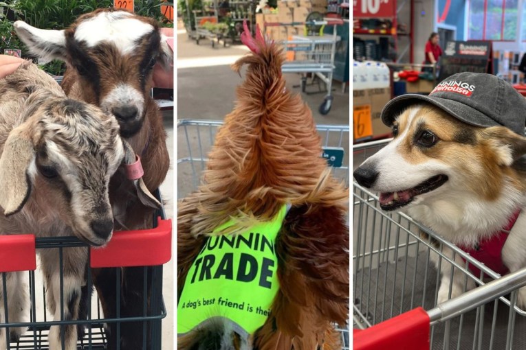 Goats, roosters, sheep divide Bunnings shoppers