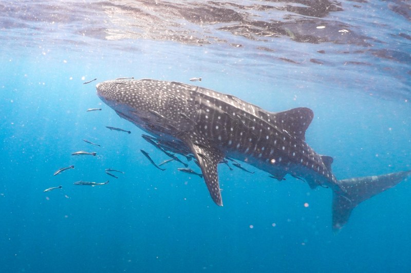whale shark