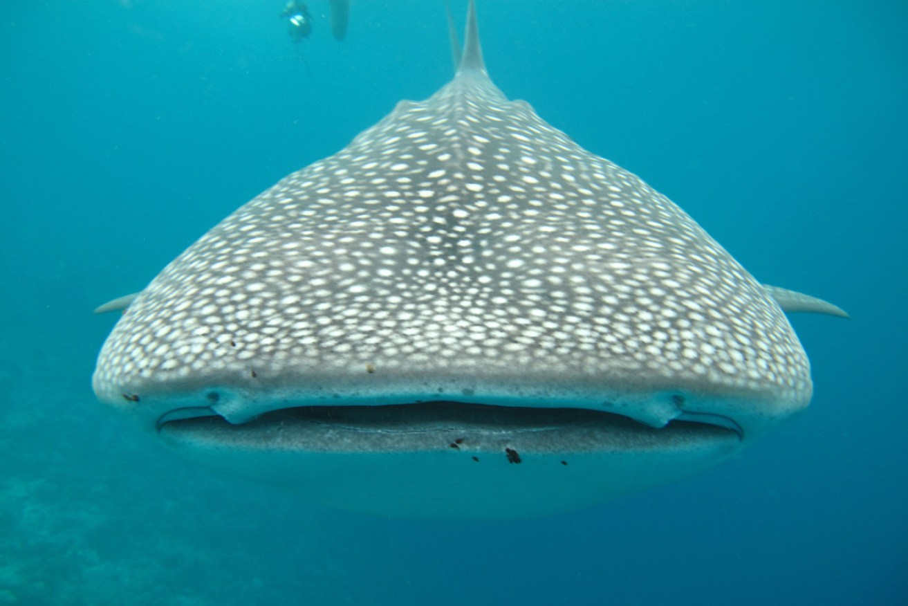 The research will help save whale sharks, which are endangered.