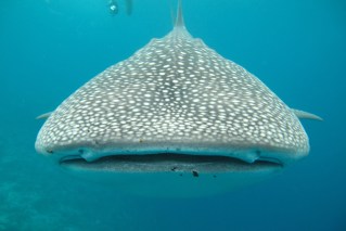 We attached cameras to whale sharks and captured krill chases never seen before