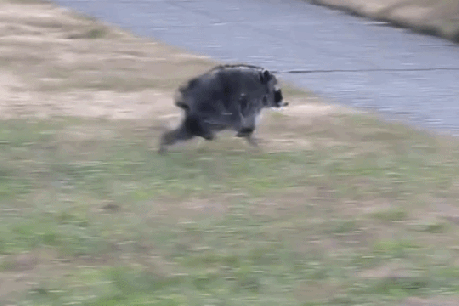 Jimothy the raccoon scurries his way to stardom
