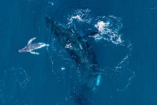 Amazing, rare footage captured of humpback giving birth