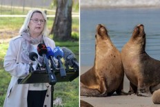 Fears for endangered sea lions as bird flu fears grow