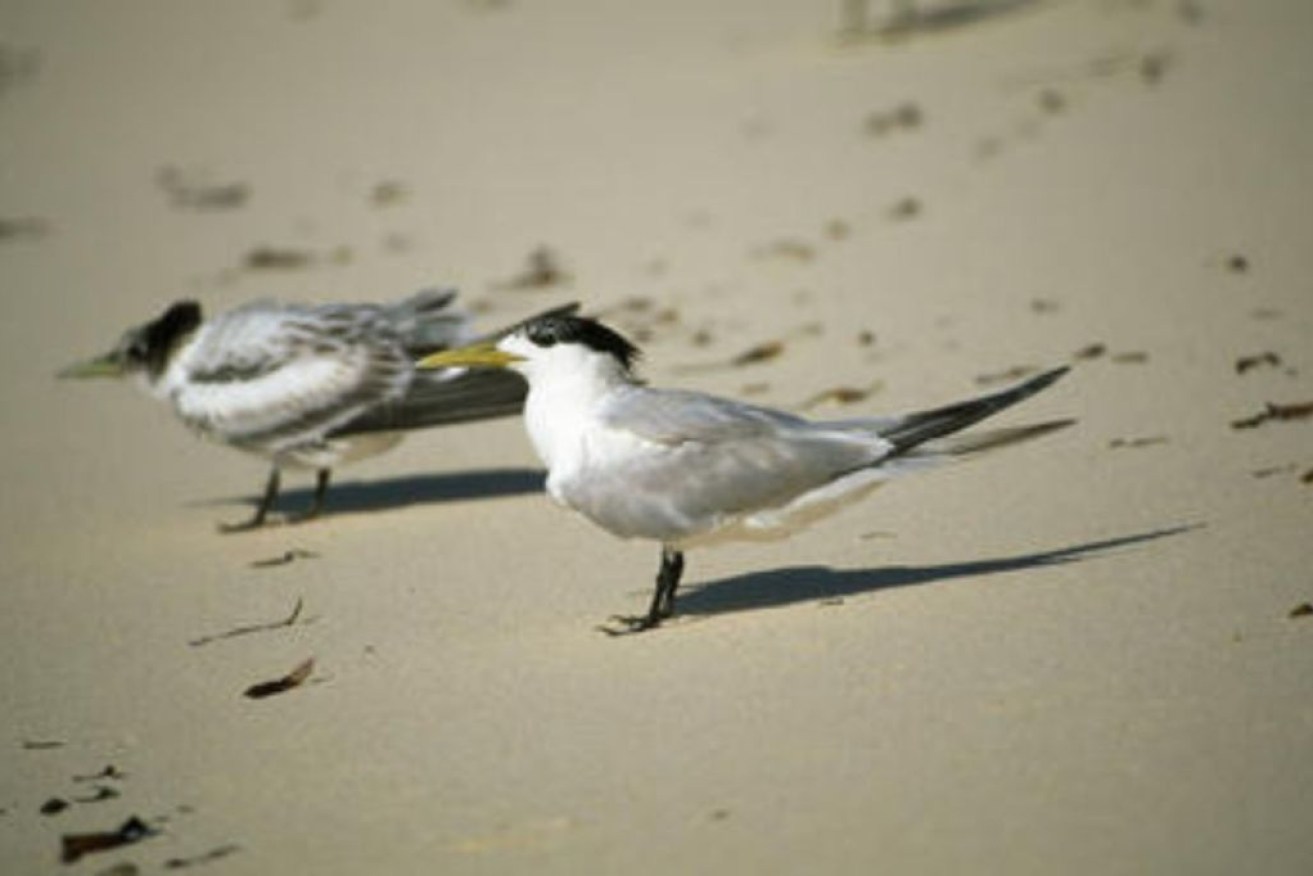 A greater crested tern found at a northern Sydney beach has tested positive for H5 bird flu.