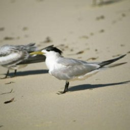 Sydney confirms first case of dangerous bird flu