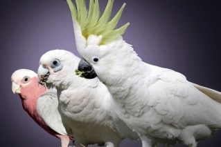 Fears for native birds after 'mass' H5 deaths