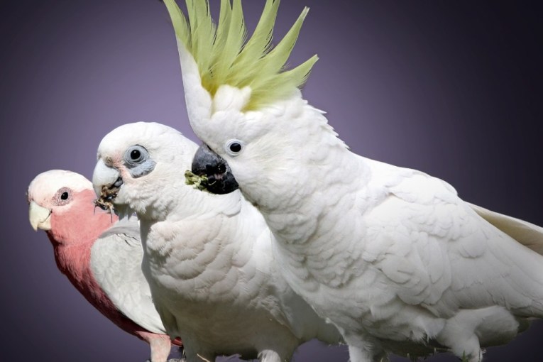 Fears for native birds after 'mass' H5 deaths