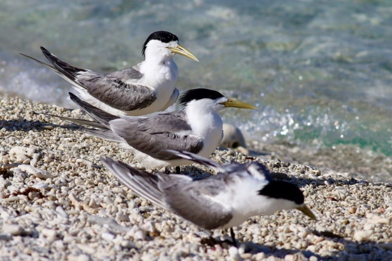 More than 80 dead and sick greater crested terns have been found at Baudin Rock in South Australia.