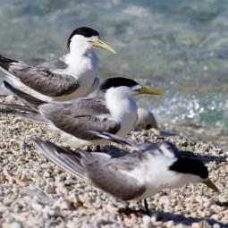 First bird flu mass mortality event likely