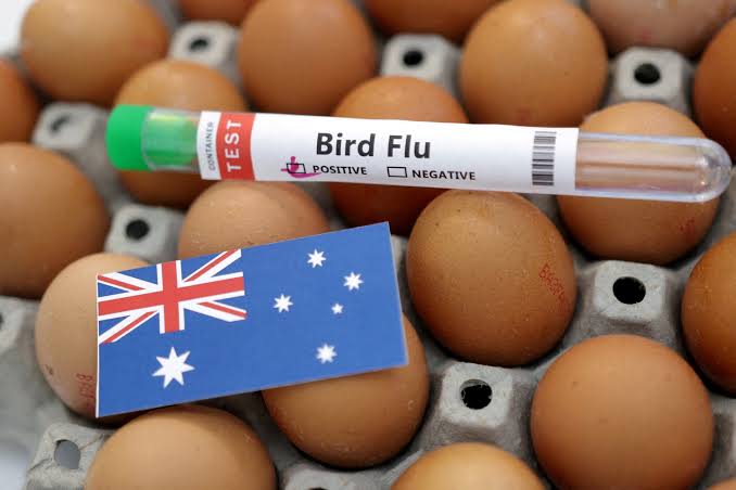 Bird flu test
