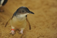 Fears for popular penguin colony as bird flu spreads