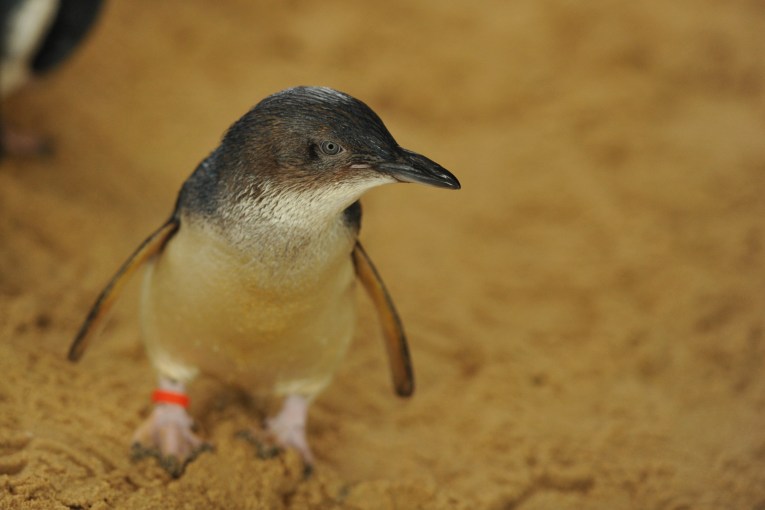 Fears for popular penguin colony as bird flu spreads