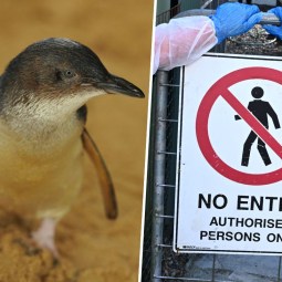 Aussie birds facing 'extreme' flu risk