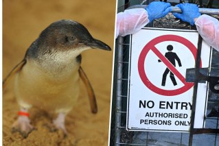 Bird flu ‘list of doom’ sparks urgent funding plea
