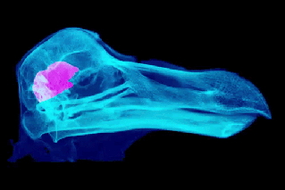 Turns out, dodos weren’t so daft after all