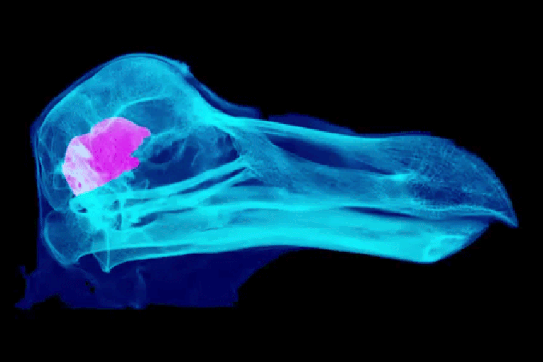 Turns out, dodos weren’t so daft after all