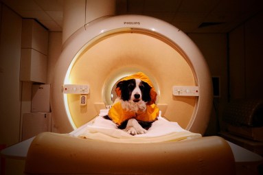 Your dog really can tell how you're feeling