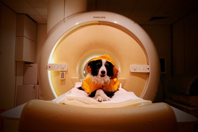 Your dog really can tell how you're feeling