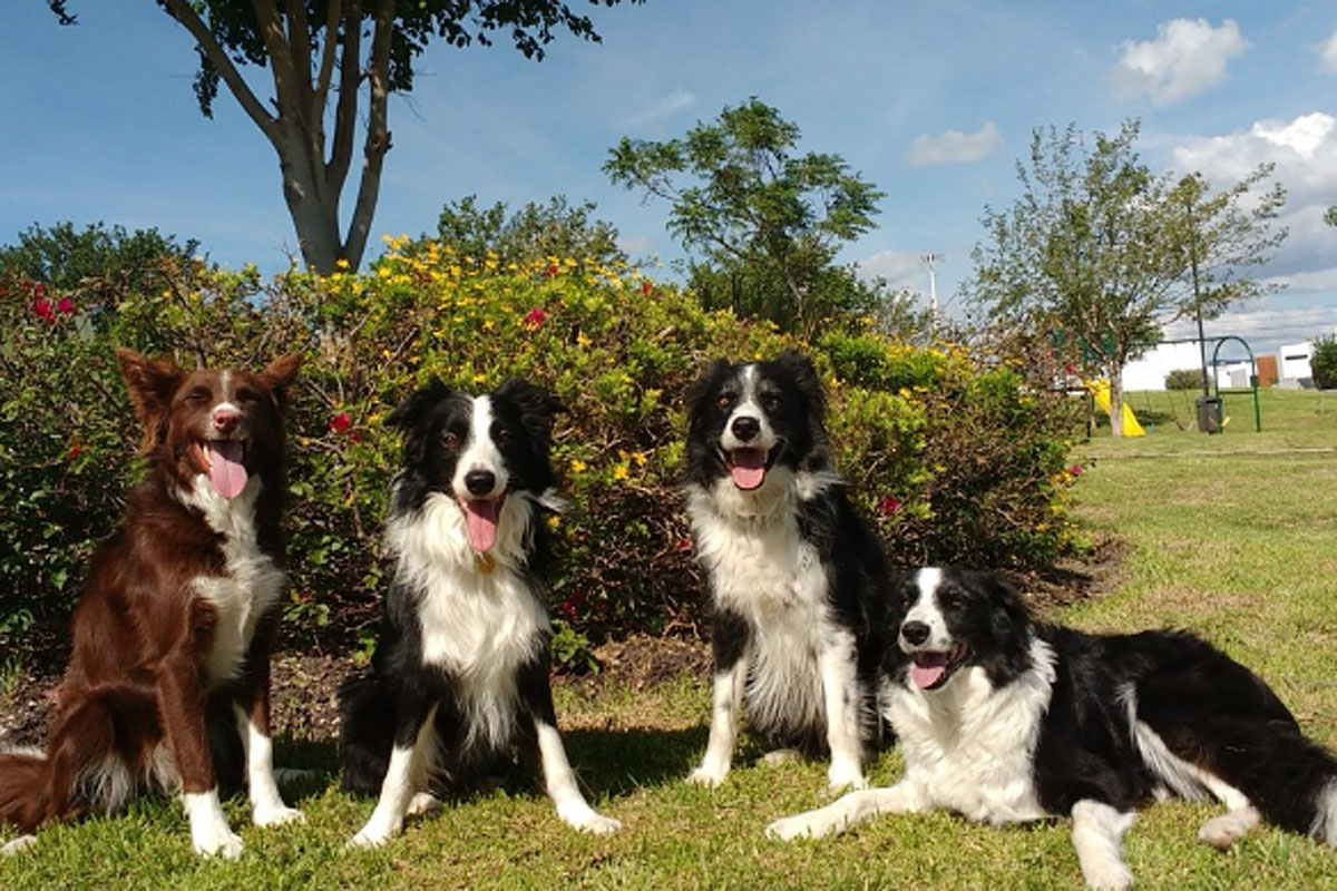 dogs