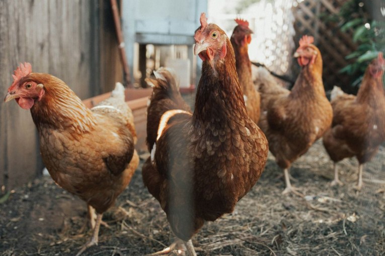 Fight against deadly bird flu turns to backyards