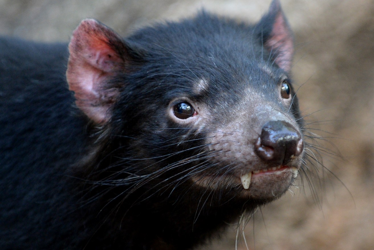 Populations of a carnivorous marsupial, listed as endangered, are facing a new threat.