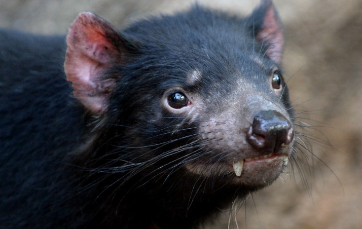 Fears for Tassie devils after bird flu's spread