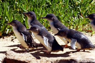 Phillip Island penguin dies from bird flu as cases grow
