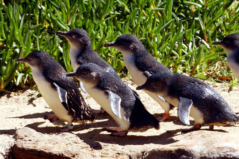 Phillip Island penguin dies from bird flu as cases grow