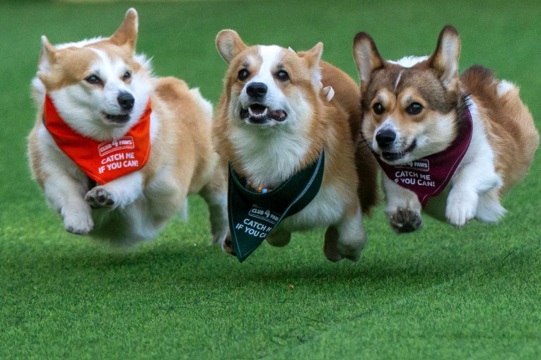 Cute-as corgis discover the need for speed