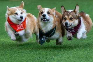 Cute-as corgis discover the need for speed