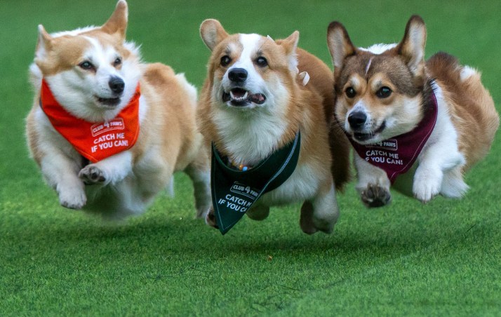 Cute-as corgis discover the need for speed