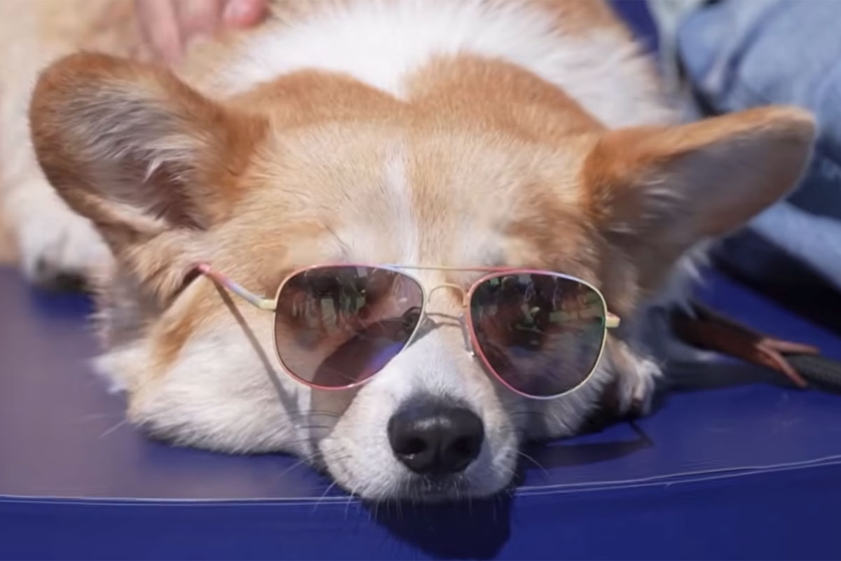 Corgi race
