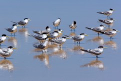 1000 birds found dead in avian flu mass mortalities