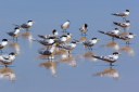 1000 birds found dead in avian flu mass mortalities