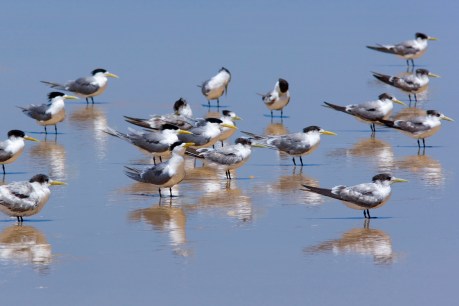 1000 birds found dead in avian flu mass mortalities