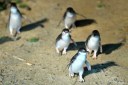 Penguin parade given flu shots in world first