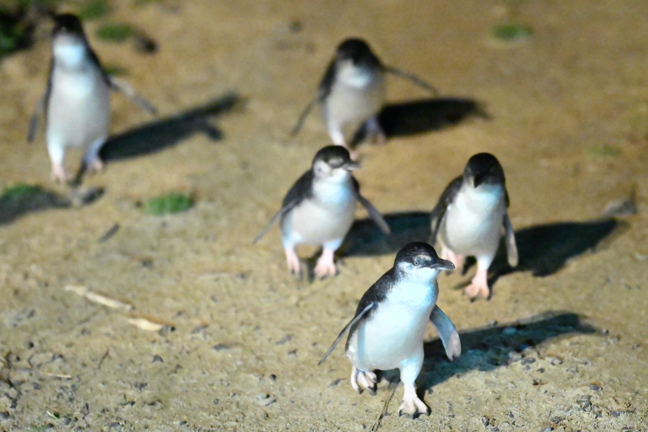 The little penguins' ritual of returning home along the same path makes them ideal for vaccination.