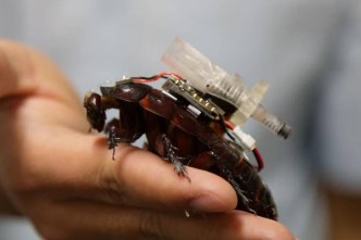 Scientists devise 'rescue roaches' to deliver aid