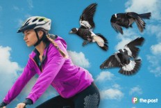 From zip ties to fake eyes: How to stay safe this magpie season
