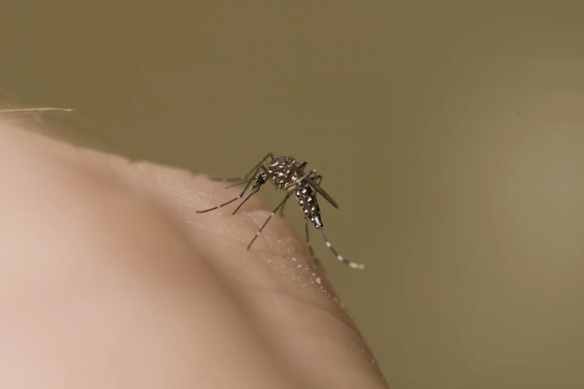 Mosquito