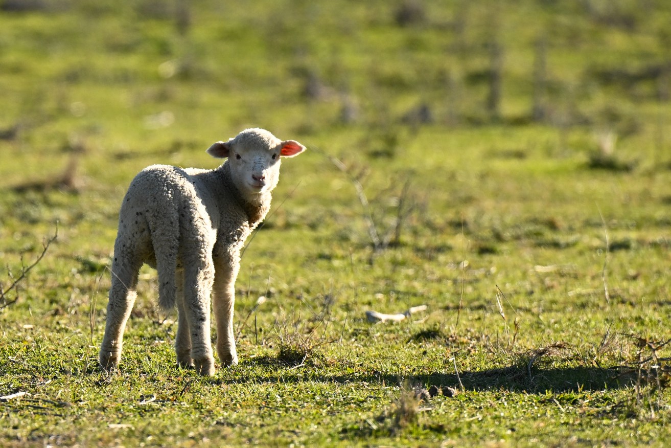 A three-year-old girl has died from a bacterial infection after a visit to a petting zoo.