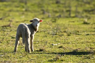 ‘Nightmare’: Child dies after petting zoo visit